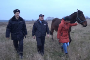 Курские полицейские нашли украденных лошадь и жеребенка