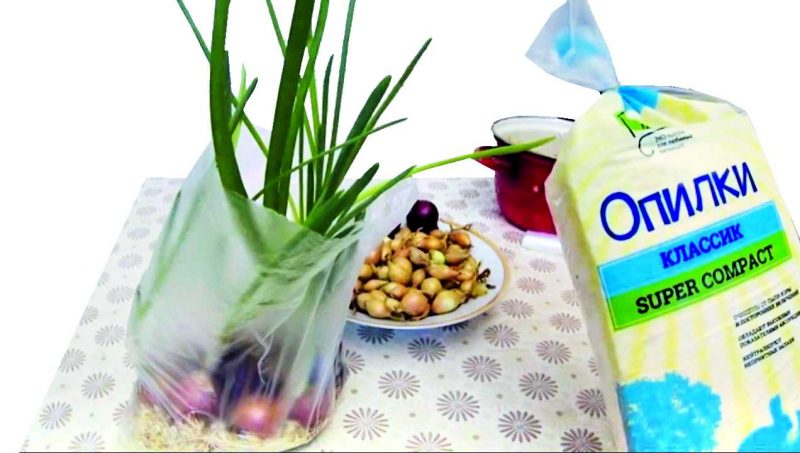 Зеленый лук без земли и горшка круглый год