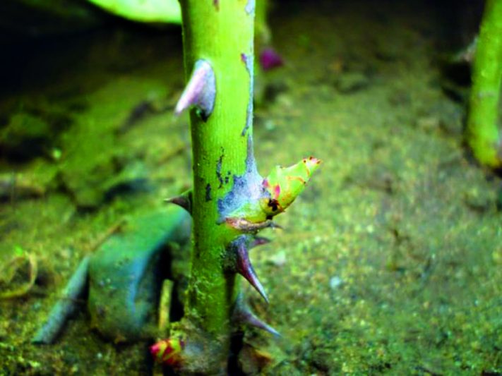 Розы из осенних черенков