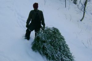 Охота за елками началась