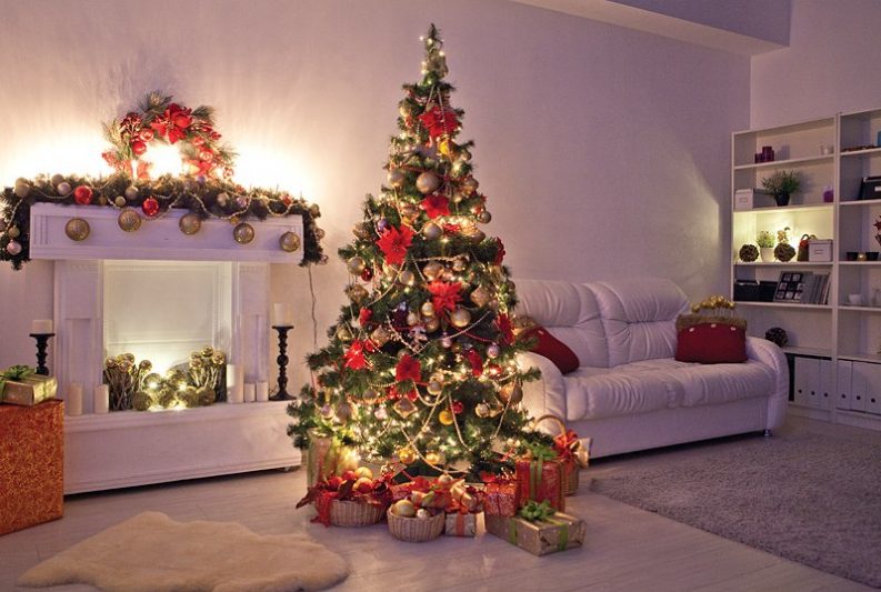 Курянам рассказали, как правильно выбрать новогоднюю елку