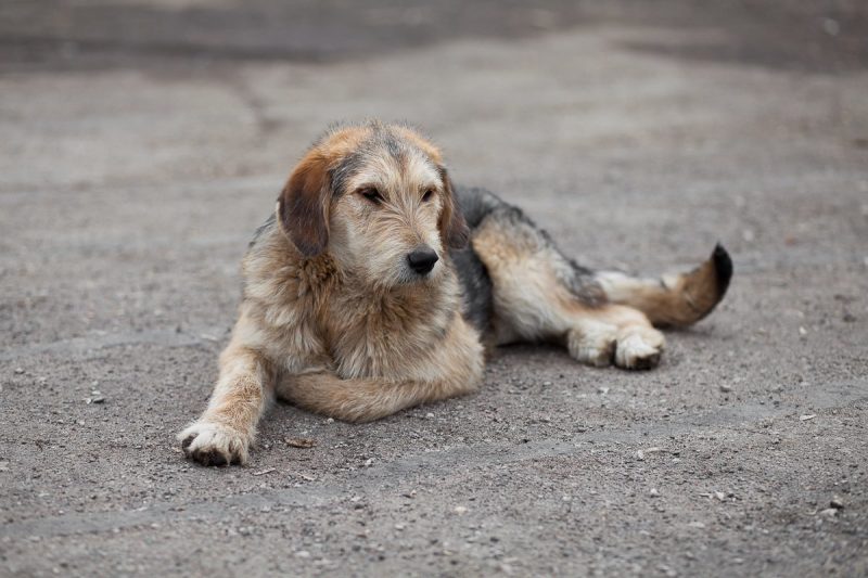 За год в Курске отловили более 2 тысяч собак