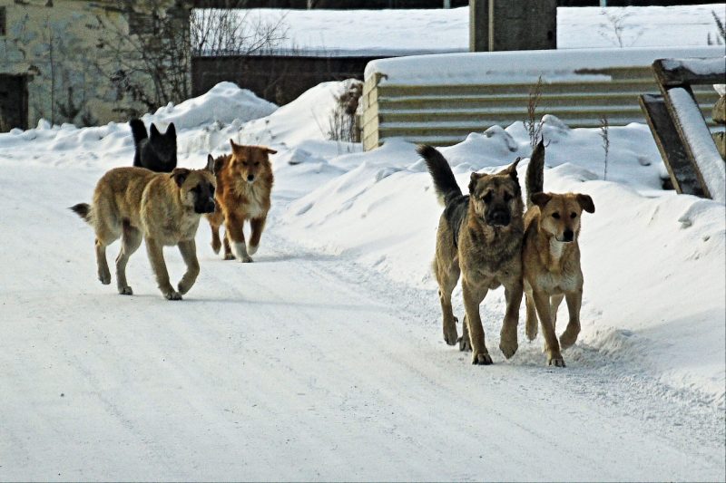 Отловом собак в Курске займется «Спецавтобаза по уборке города»