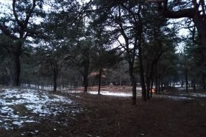 Курск: в урочище «Солянка» приводят в порядок лесные массивы