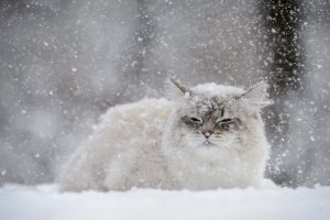 Курян предупредили о сильном снегопаде