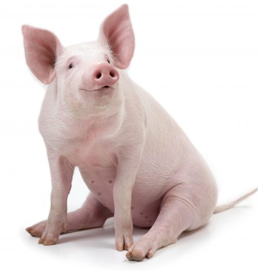 Курская свинина – на экспорт