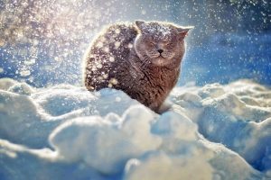 В Курской области ожидается снег
