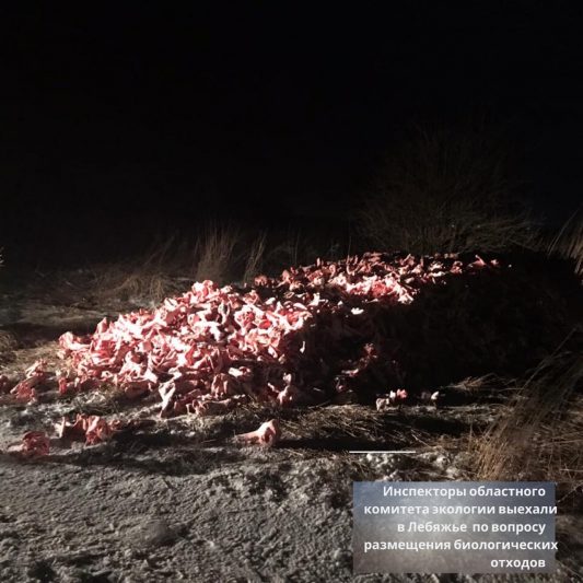 Курская полиция разыскивает виновных в размещении свалки биологических отходов