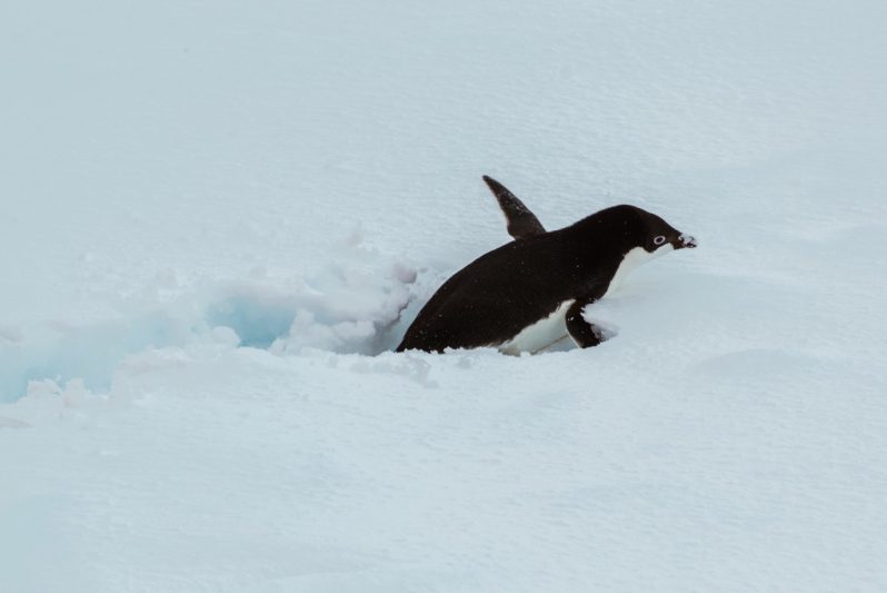 Курский полярник празднует 200-летие со дня открытия Антарктиды