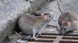 Курские крысы “дошли” до губернатора