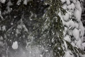 В Курской области ожидается мокрый снег
