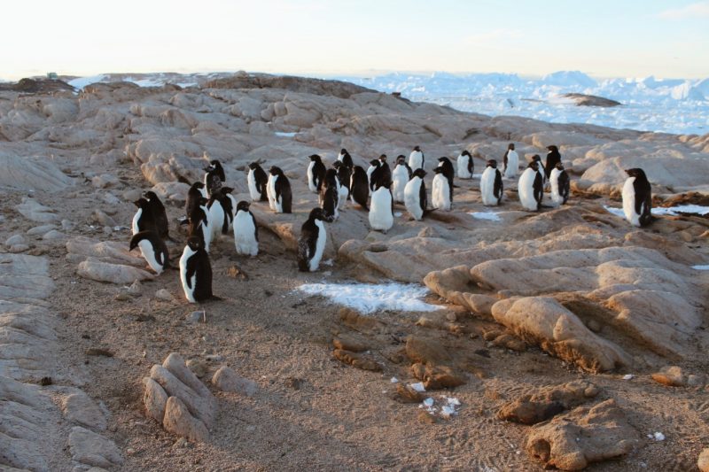 Курский полярник празднует в Антарктиде 200-летия со дня открытия материка