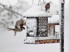 Куряне празднуют День зимующих птиц России