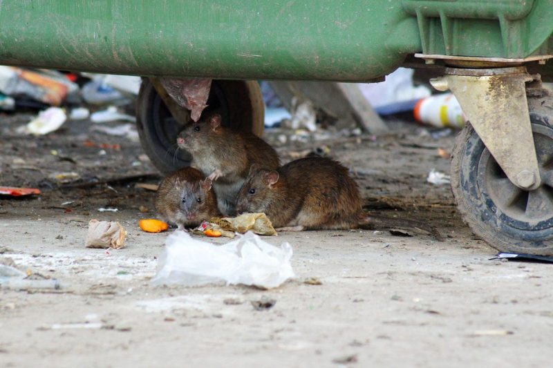 В Курске усилят борьбу с крысами