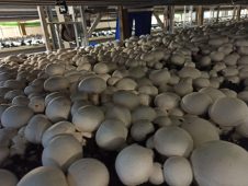 В Курской области производят более 13 тысяч тонн грибов в год