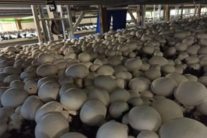 В Курске наращивают грибное производство
