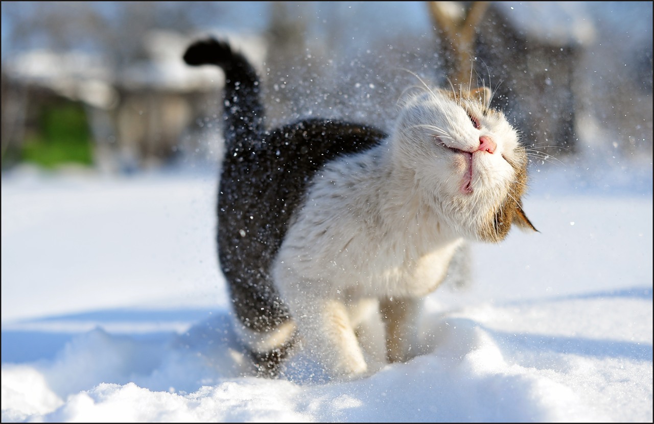 Доброе утро хорошего снег. Снег радость. Зимние радости. Кот радуется снегу. Веселая зима.