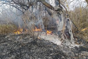 В лесах ликвидировано три пожара