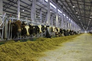В Курске выявили нарушения в обустройстве скотомогильников