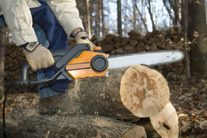 В Курской области за 34 срубленных дерева дали условный срок