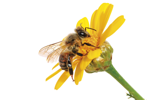 Предотвратят гибель пчел