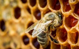 Мать ребенка-инвалида с аллергией на пчелиный яд добилась, чтобы соседи убрали пасеку