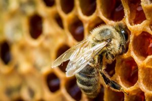 Информацию о гибели пчел проверяют
