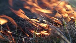 В Лебяжье Курского района горит трава