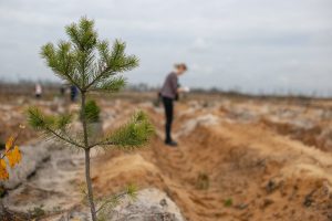 В Курской области завершаются весенние работы по восстановлению лесов