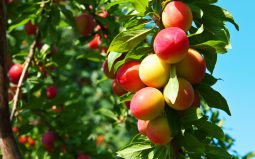 Нестабильная весна в Курской области может повлиять на урожай фруктов