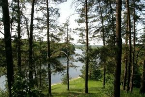 В Курской области отменен особый противопожарный режим в лесах