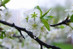 В Курской области 6 мая ожидаются дожди и грозы