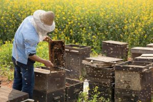 Претензии руководителя Союза курских пчеловодов не нашли подтверждения