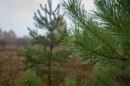 В Курской области высадят более 130 тысяч молодых деревьев