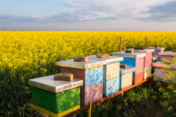 В Курской области агрокомпания начала сотрудничество с пчеловодами