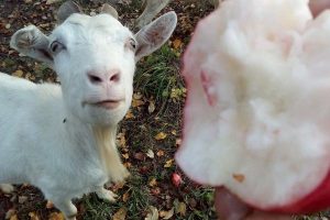 В Курской области три козы пообедали почти на 2 миллиона рублей