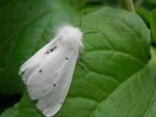 В Курске обнаружили гнезда американской бабочки