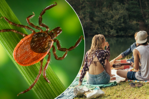 Более половины пострадавших от укусов насекомых — дети