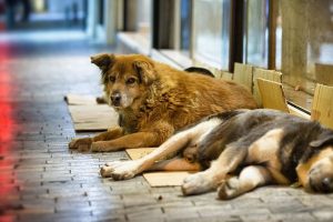 В Курске расследуется отравление бездомной собаки