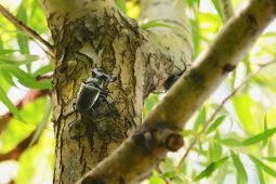 Возле Курской АЭС обнаружили место обитания реликтового жука-оленя