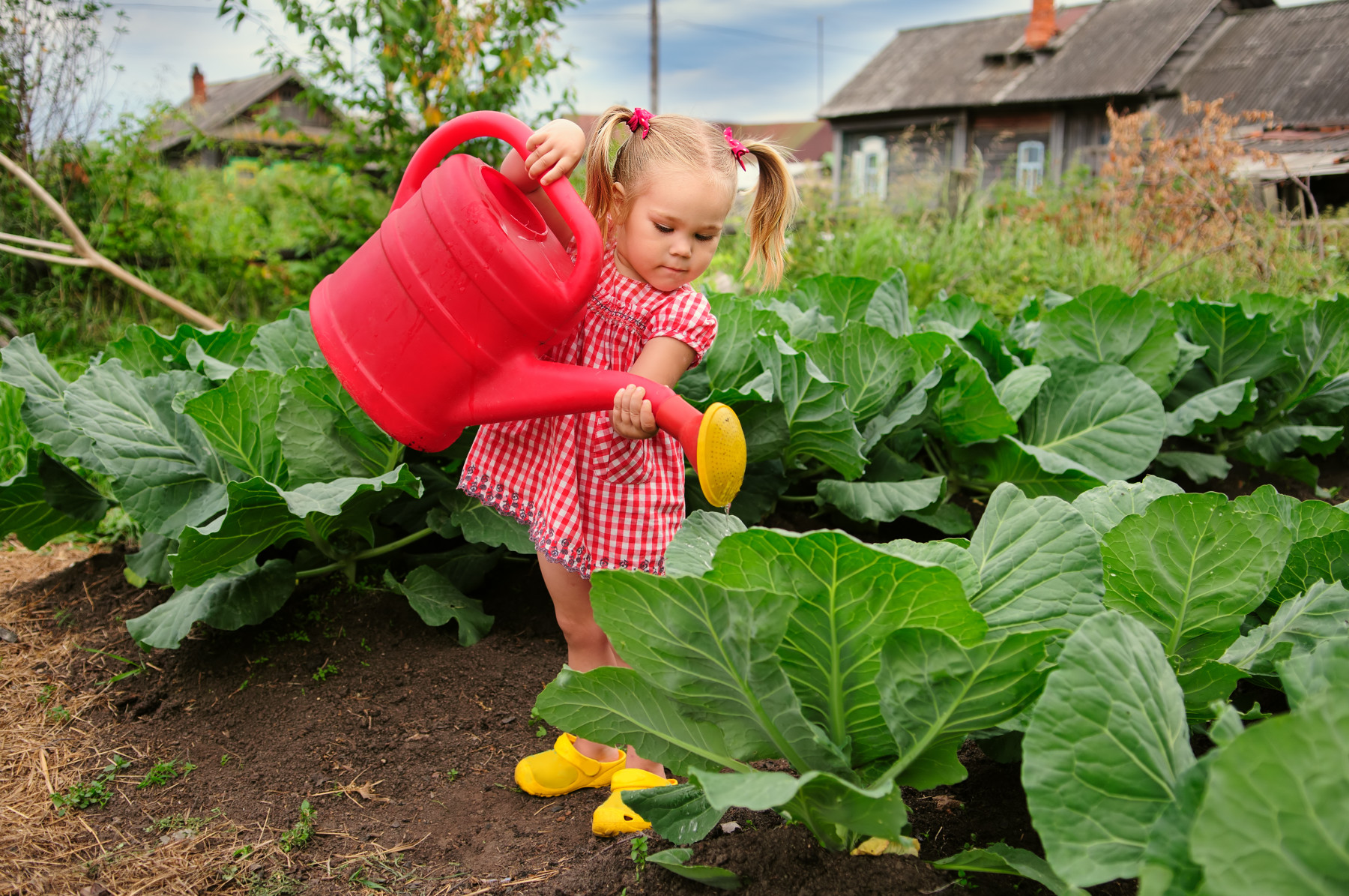 Можно поливать капусту. Овощи на огороде. Лето огород. Огород для детей. Дача. Урожай.