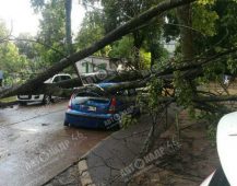 В Курской области из-за бури дерево упало на автомобиль