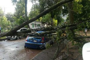 В Курской области из-за бури дерево упало на автомобиль