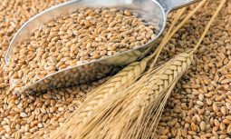В Курской области обнаружили 1000 тонн зараженного зерна