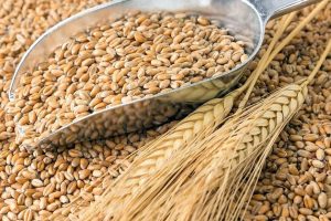 Курская область вышла на первое место в России по отгрузке зерна
