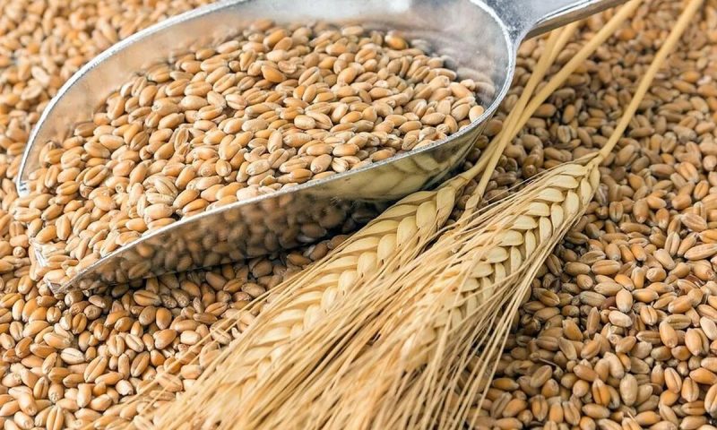 В Курской области валовой сбор зерна составляет 4,5 миллиона тонн