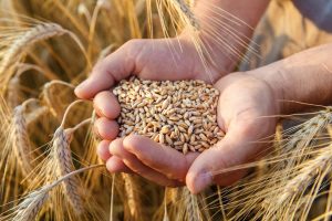 В пшенице из хозяйства Курской области обнаружили пестициды