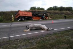 В Курской области водитель КАМАЗа умер после столкновения с лошадью