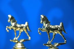 Куряне завоевали четыре золота на Кубке Федерации конного спорта