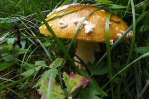 В Курской области два человека отравились грибами